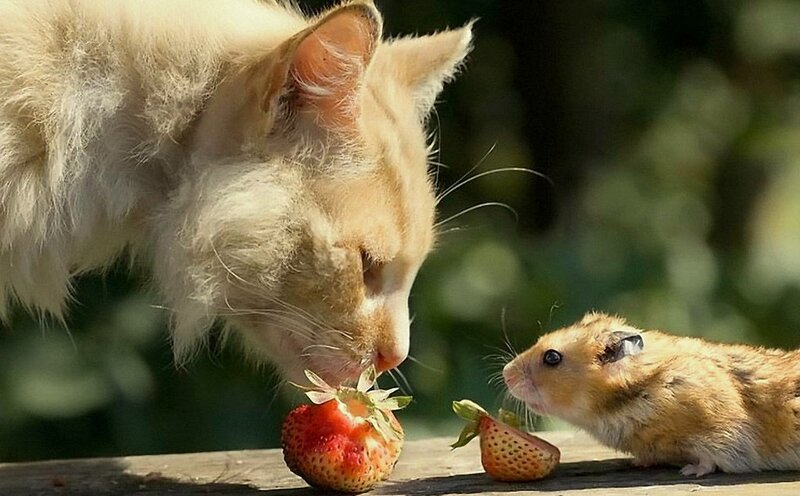 Cat and Hamster Eating — Brown