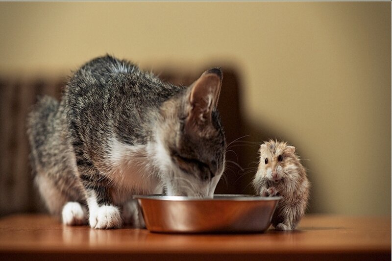 Cat and Hamster Eating