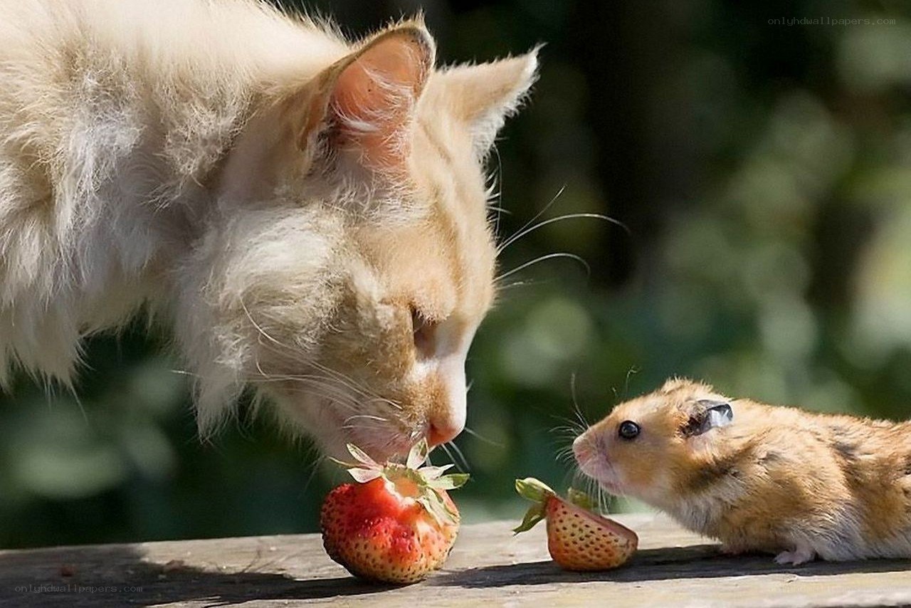 Cat and hamster share a strawberry