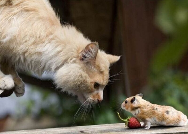 Cat and Hamster