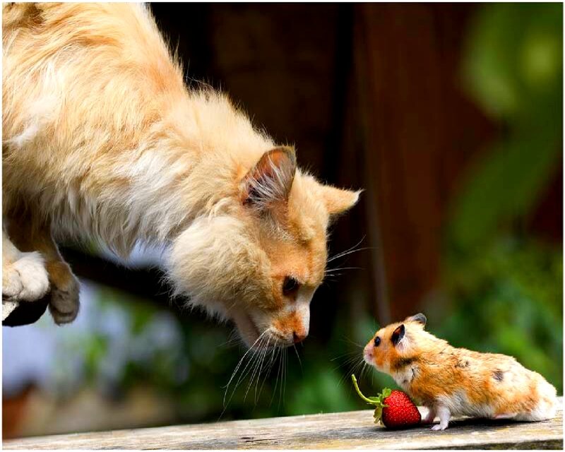 cat and hamster with strawberry