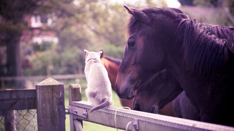 Cat and horse at fence
