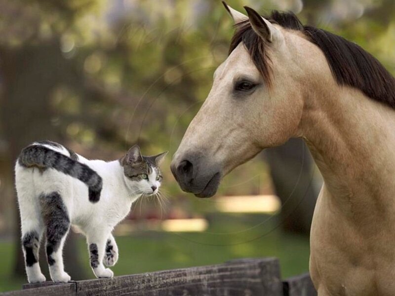 Cat and Horse Interacting