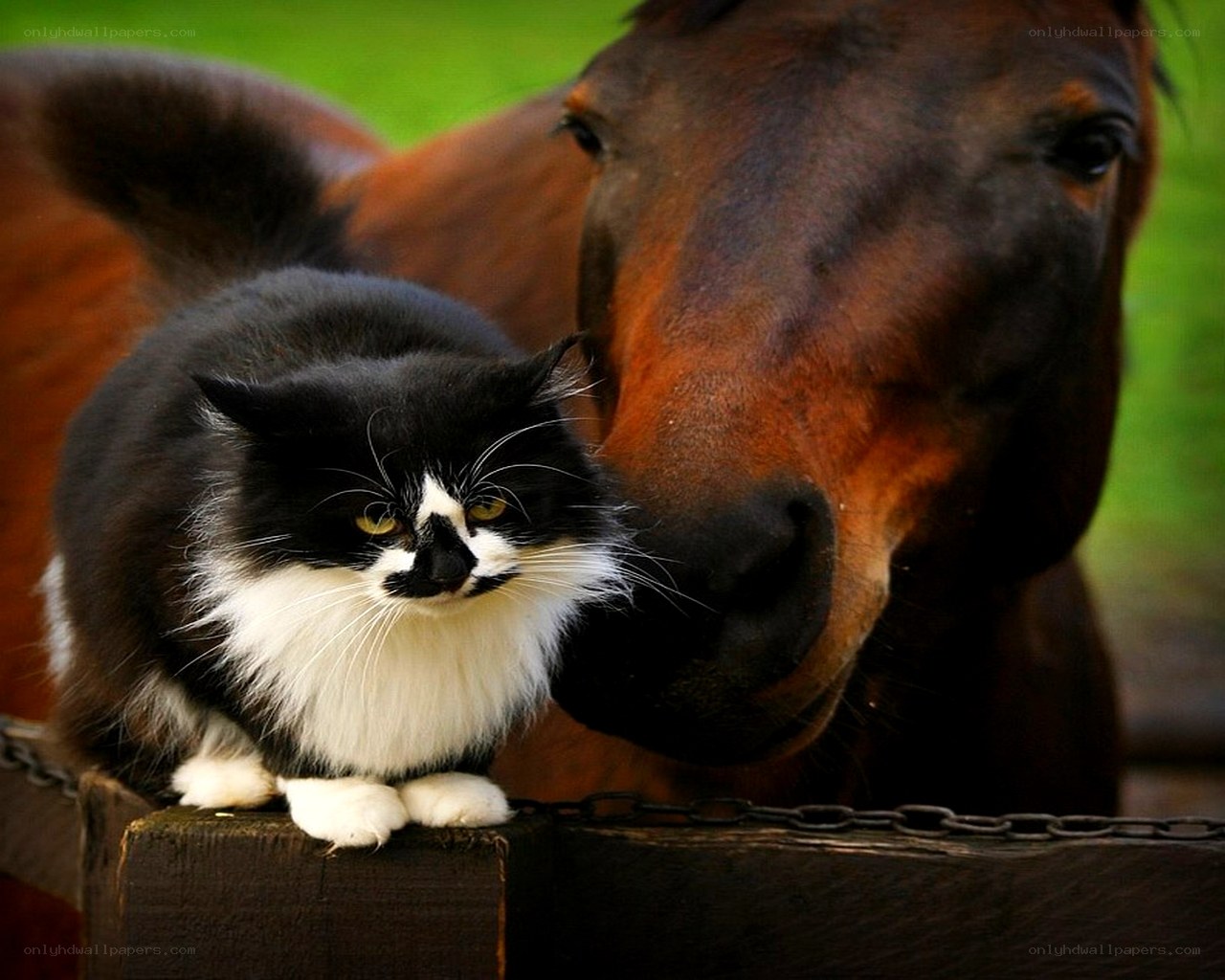 cat and horse together