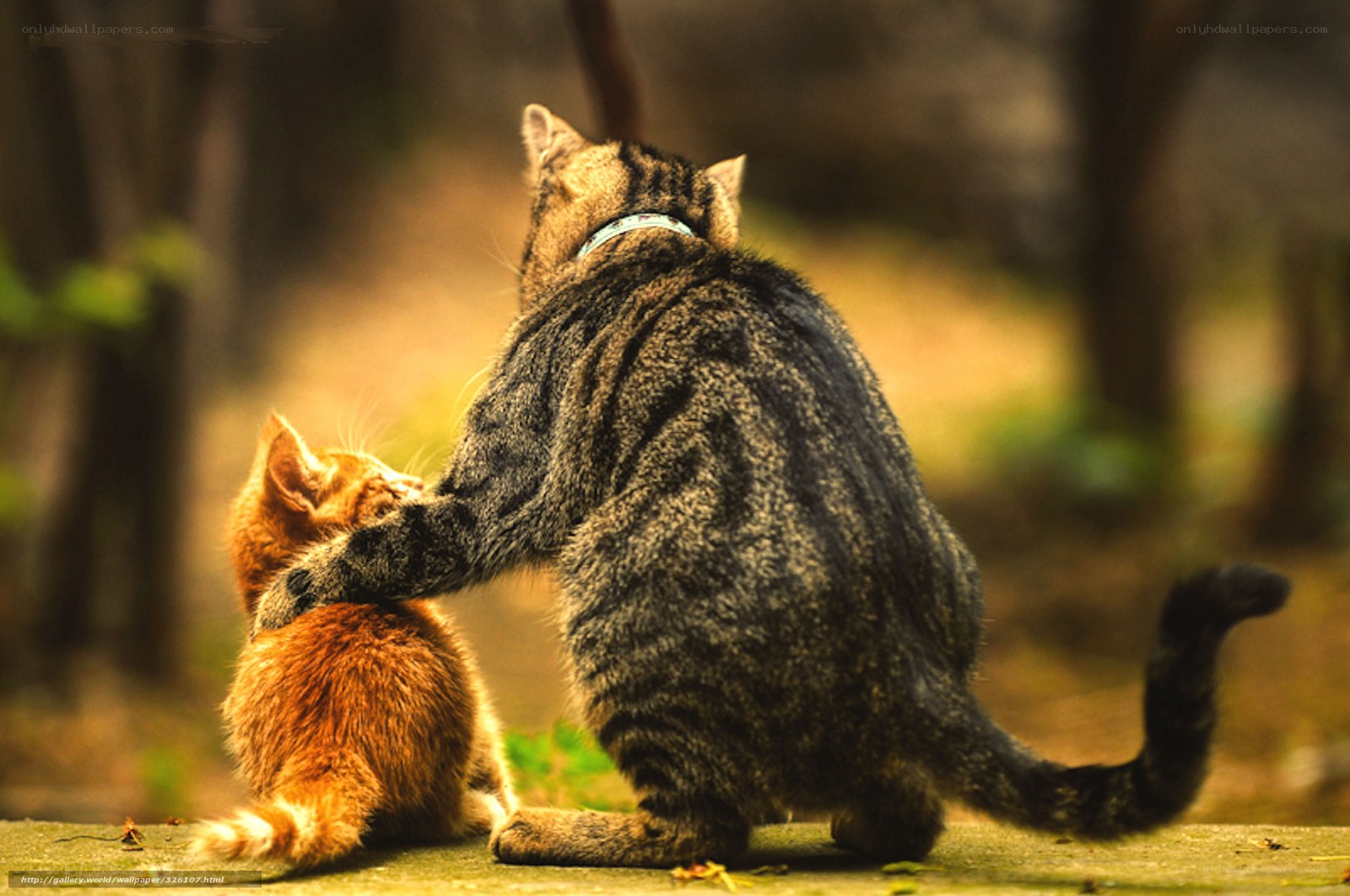Cat and kitten in forest