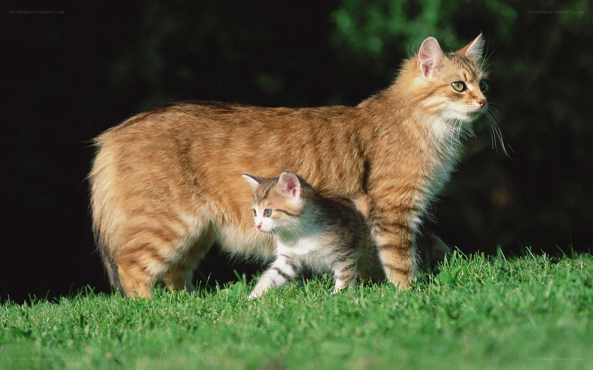 Cat and kitten in grass