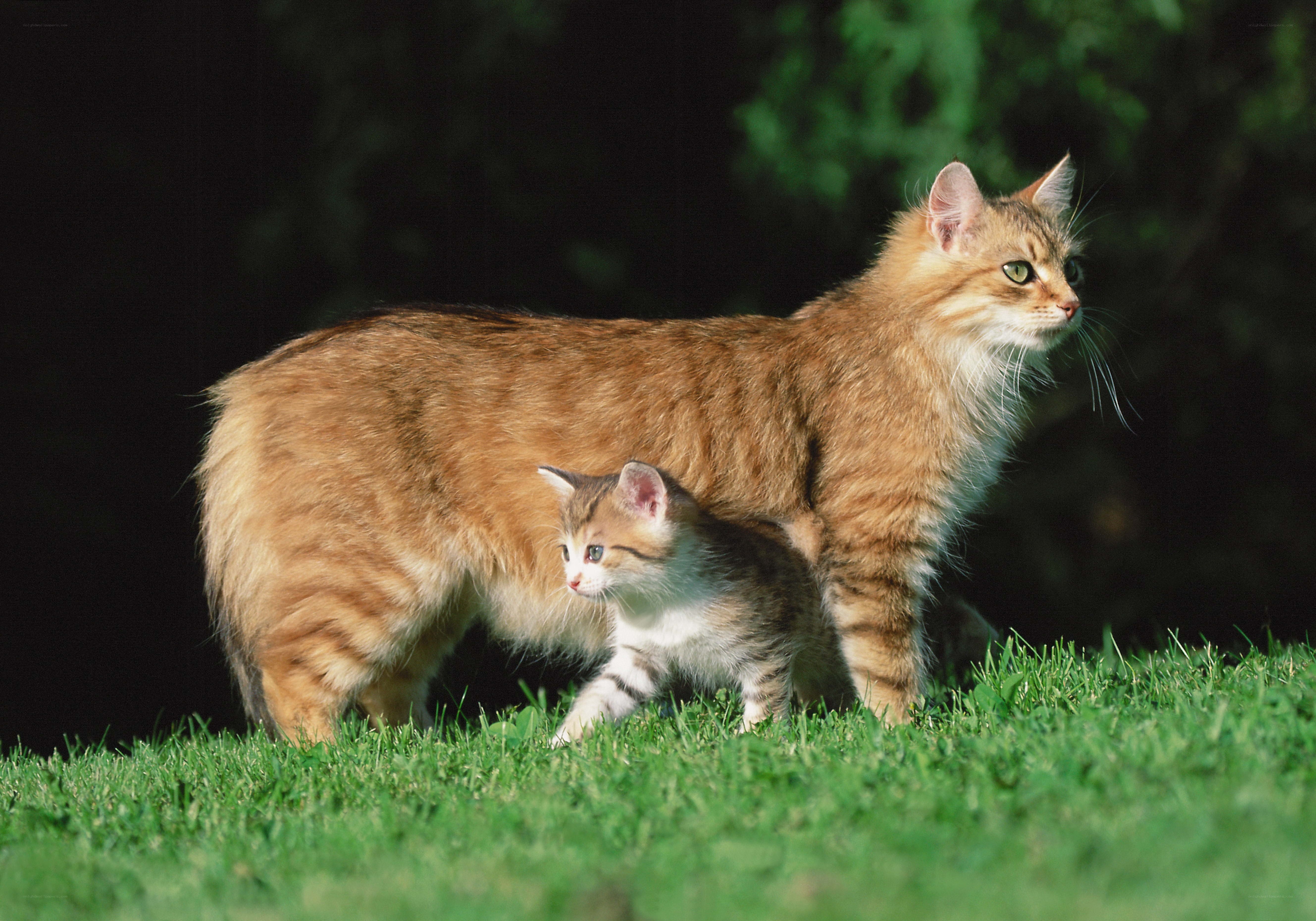 Cat and kitten in grass