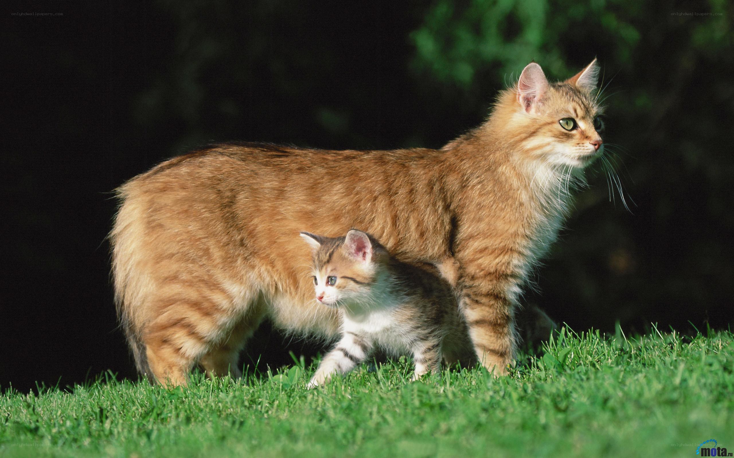 Cat and kitten on grass