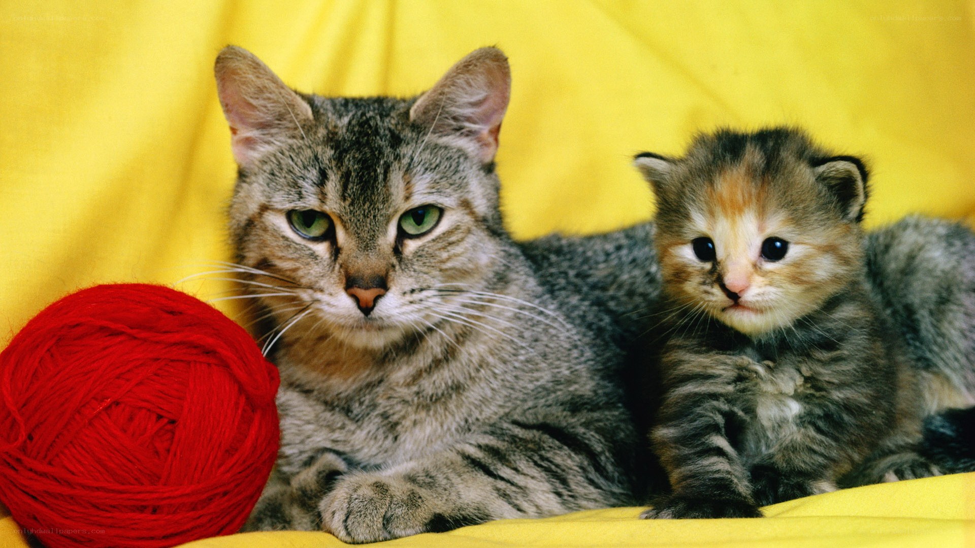 Cat and kitten with yarn ball