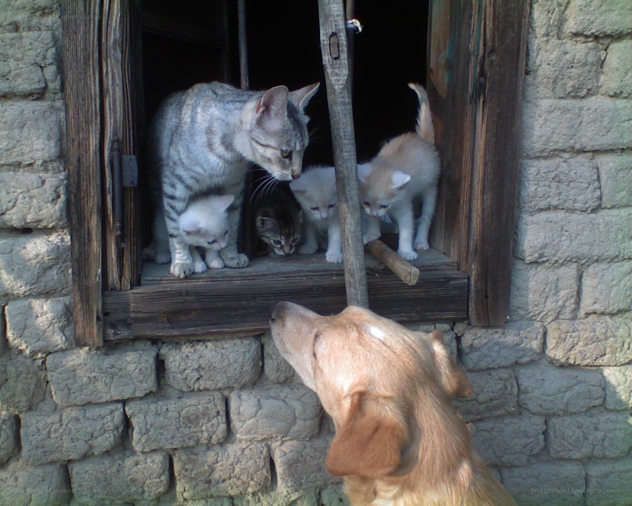 Cat and kittens at window with dog