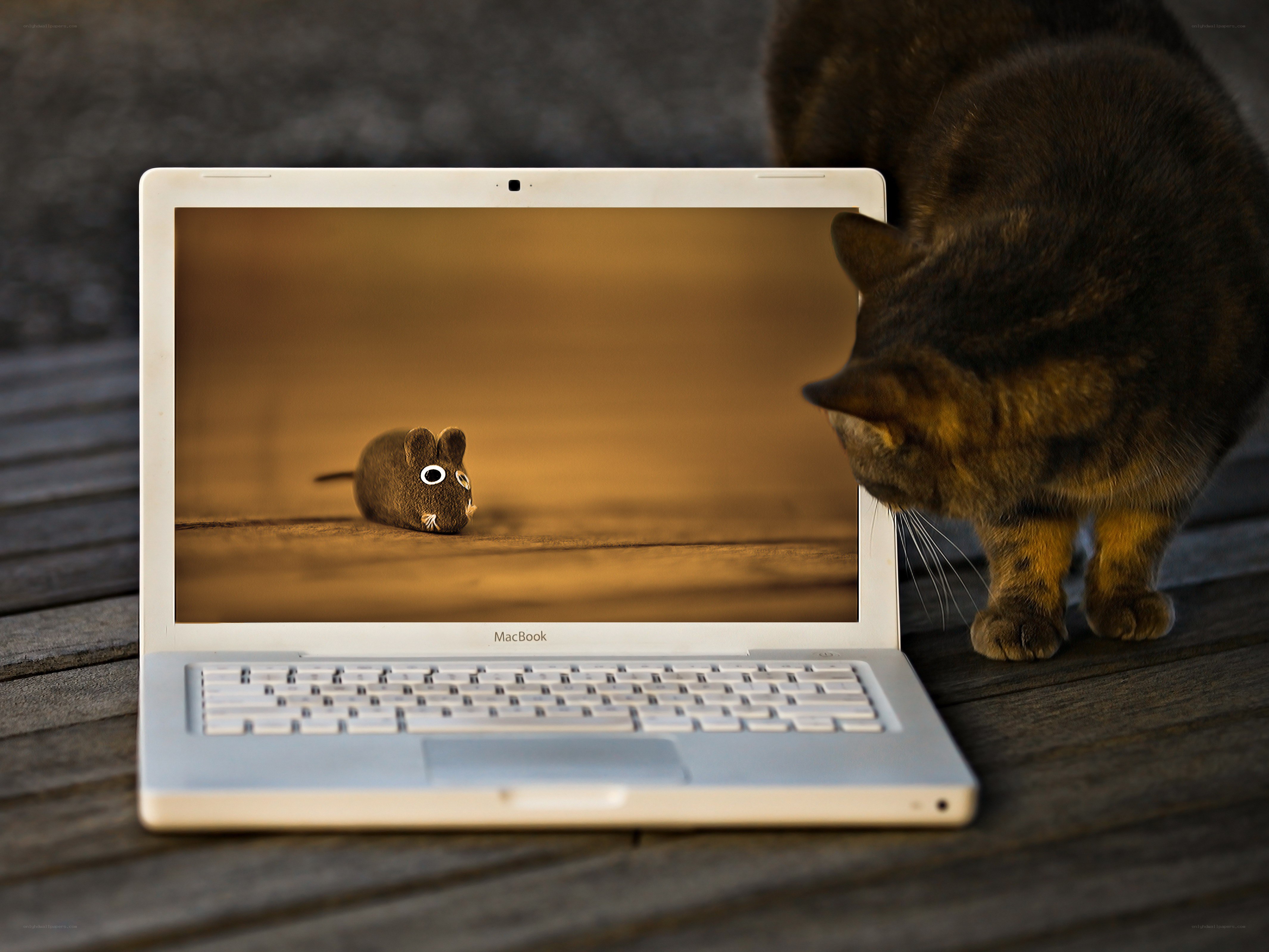 cat and laptop with mouse image
