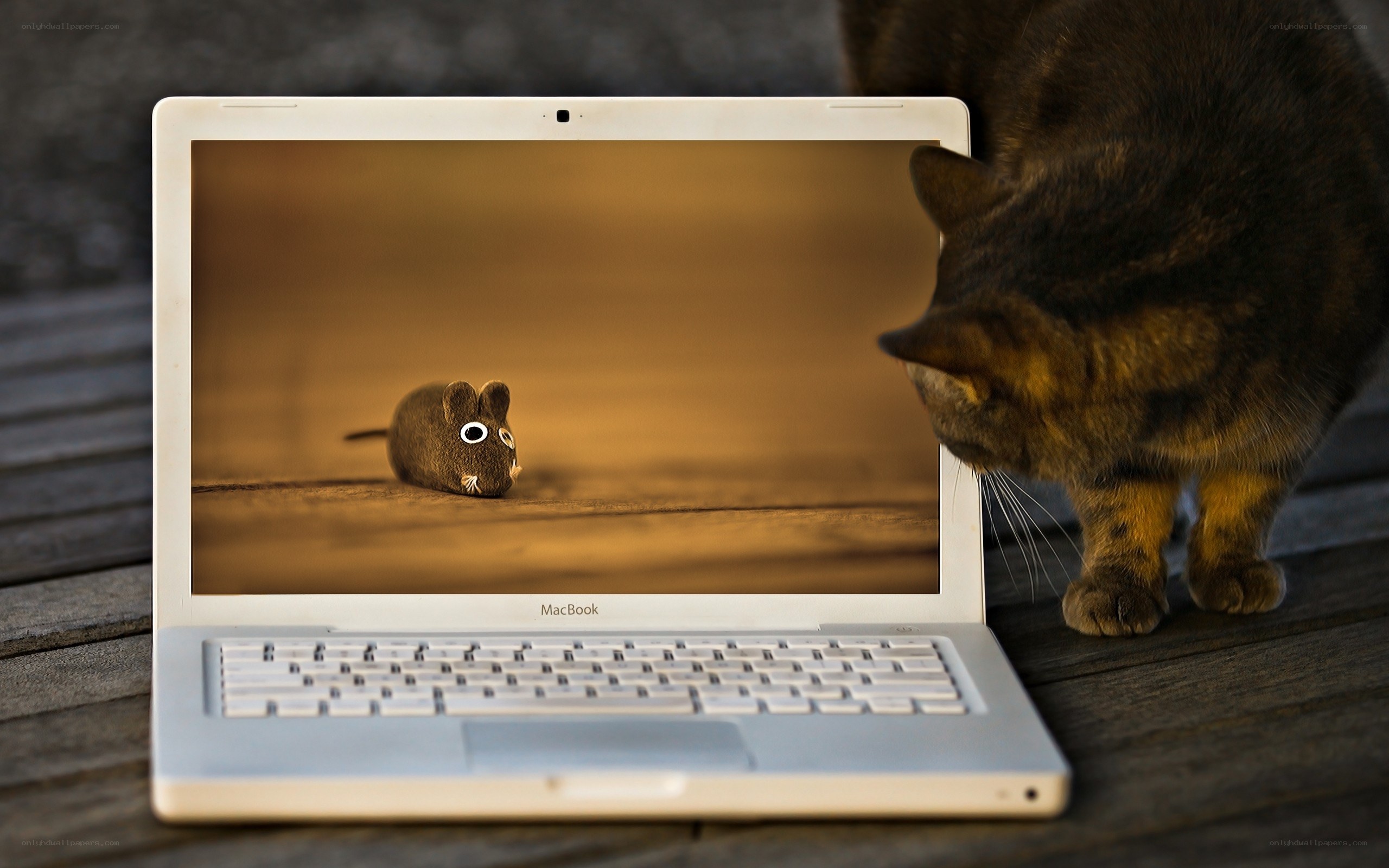 cat and laptop with mouse image