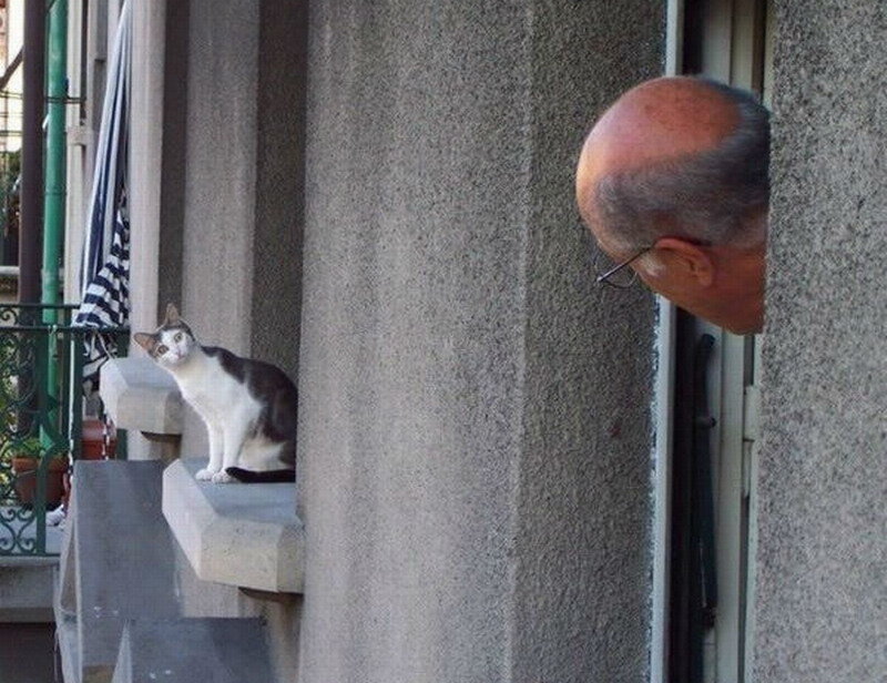 Cat and Man Looking