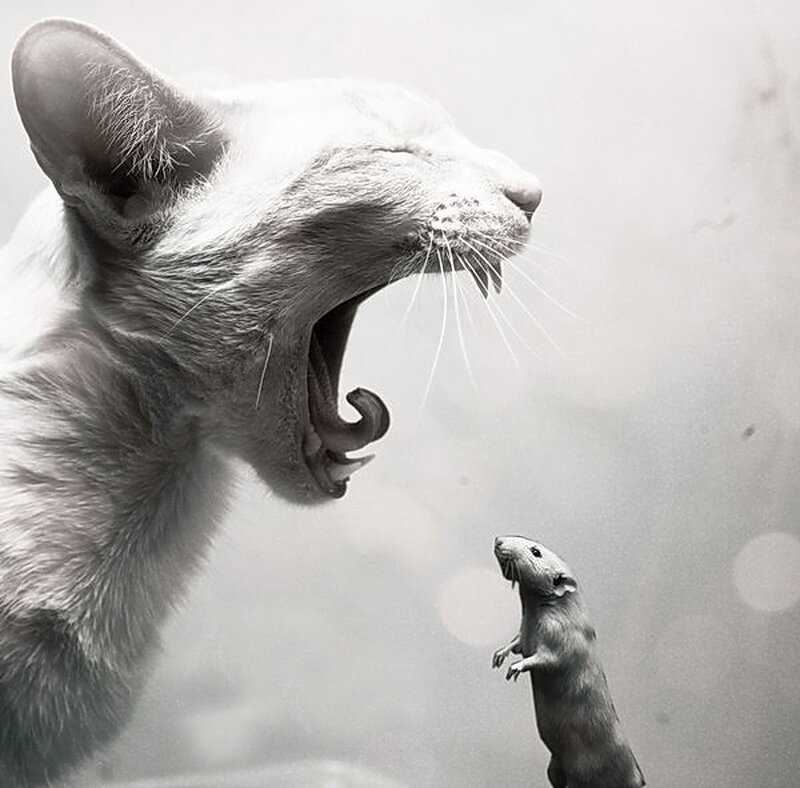 cat and mouse confrontation