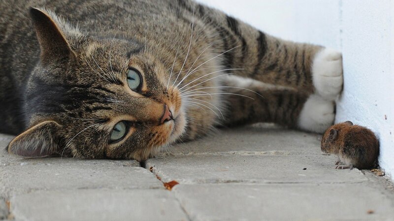 Cat and mouse encounter