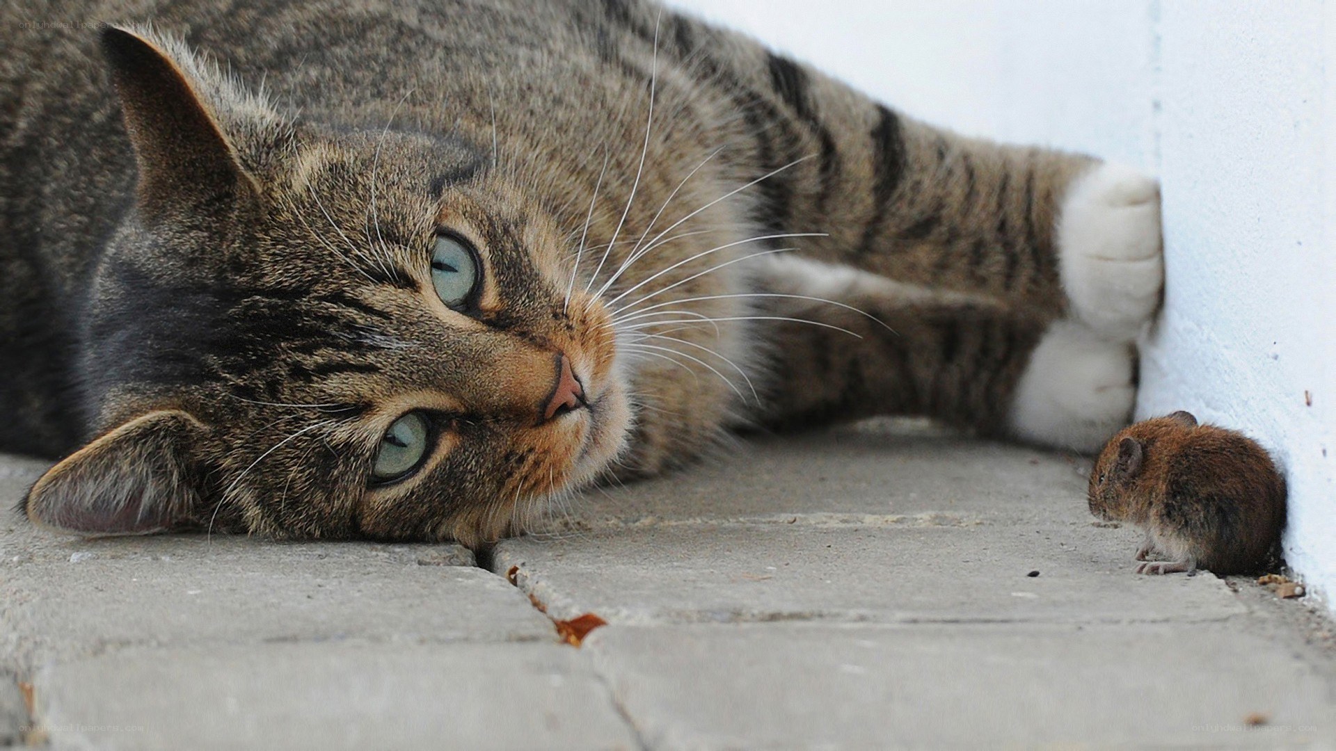 Cat and mouse encounter