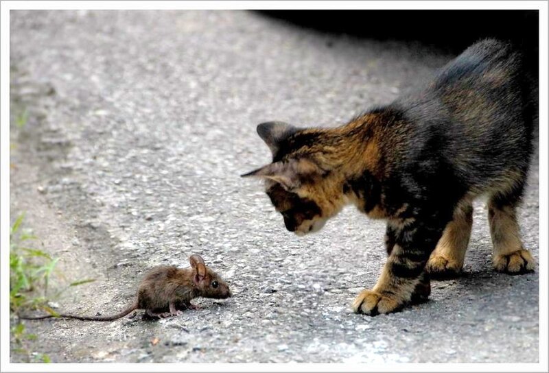 cat and mouse encounter