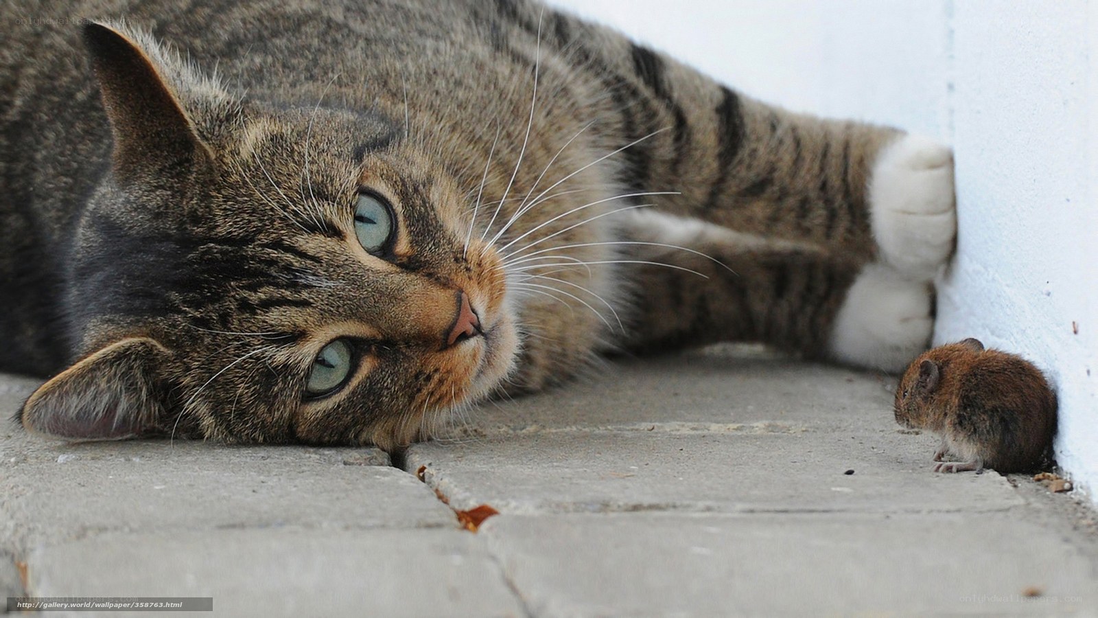 cat and mouse encounter