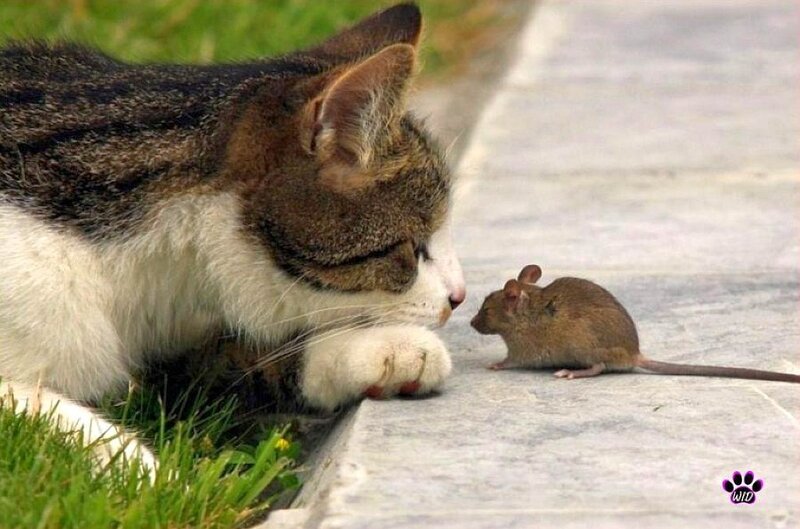 Cat and Mouse Facing — Brown