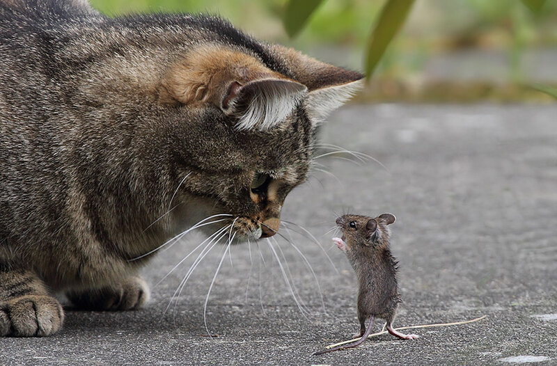 Cat and Mouse Facing