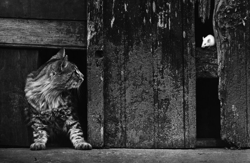 Cat and mouse in a wooden shed