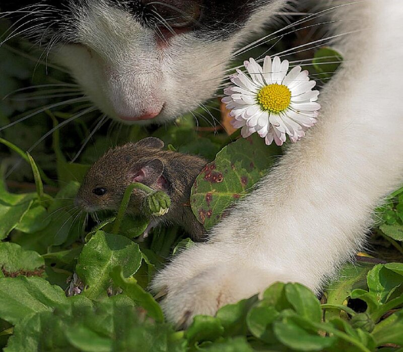 Cat and Mouse in Grass — Green