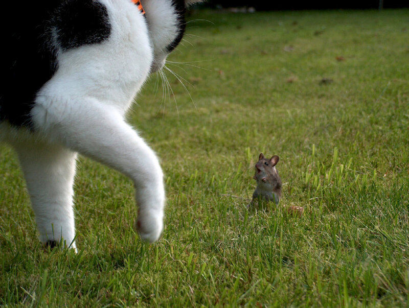 Cat and mouse in grass