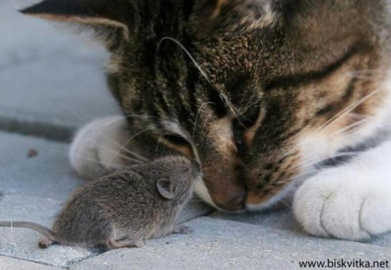 cat and mouse interaction
