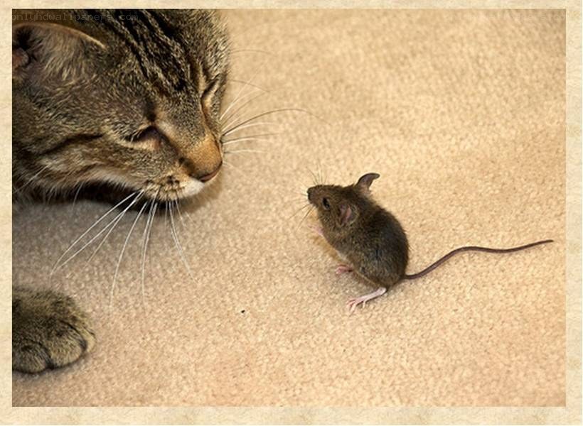 cat and mouse interaction