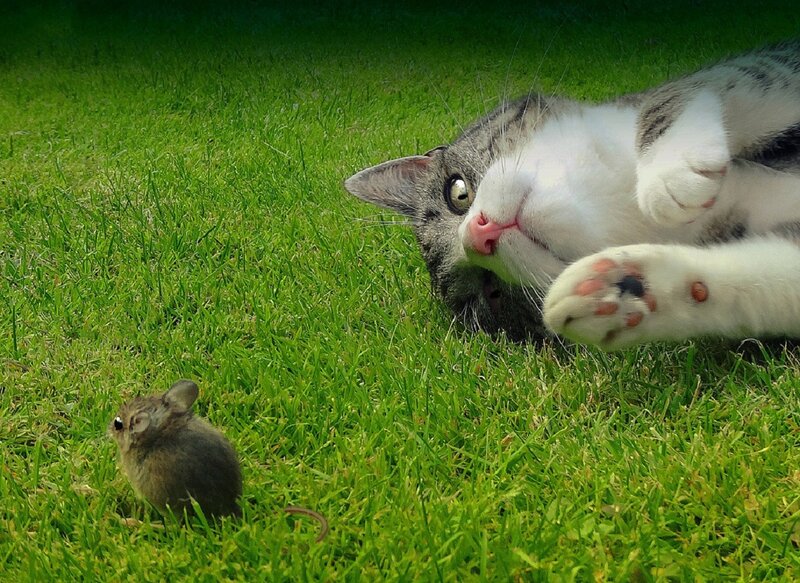 Cat and Mouse on Grass — Green