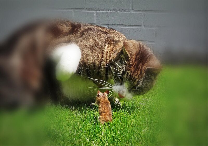 Cat and Mouse on Grass