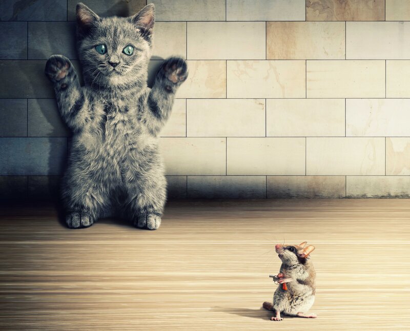 Cat and Mouse Standoff — Gray