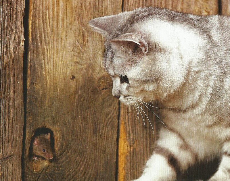 Cat and Mouse
