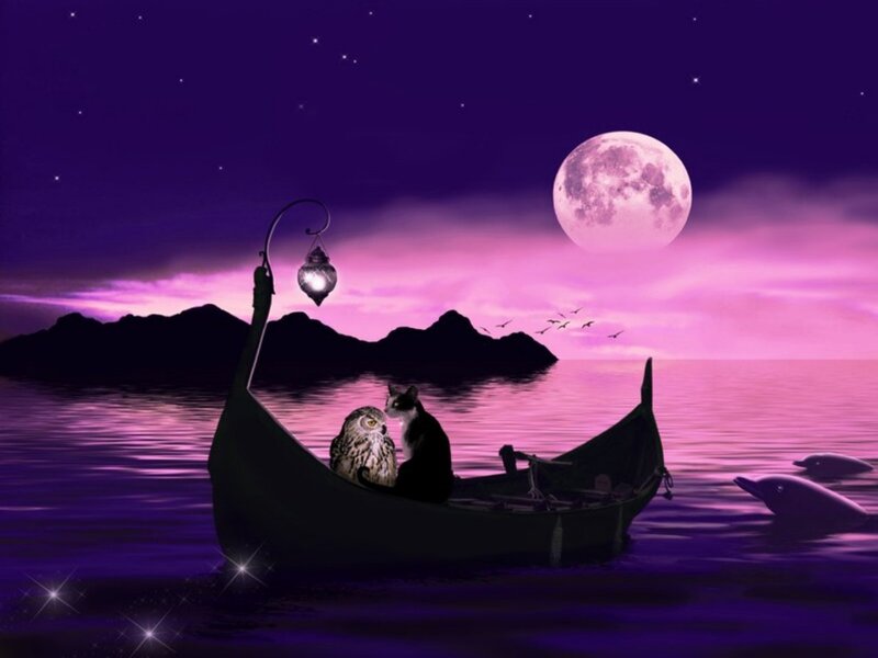 Cat and Owl in Boat