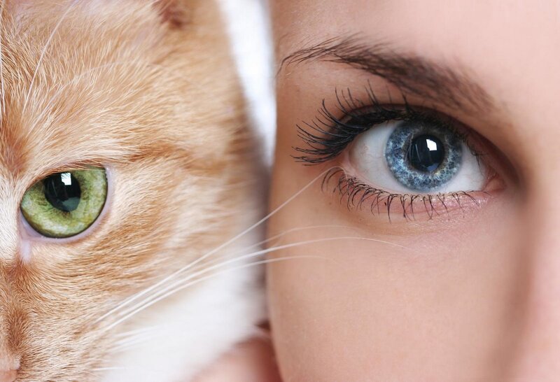 Cat and Person Eye