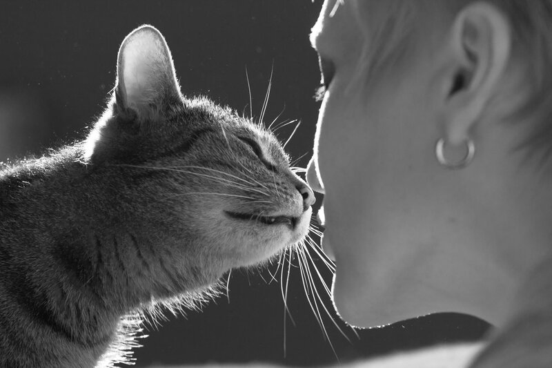 Cat and Person Nose-to-nose