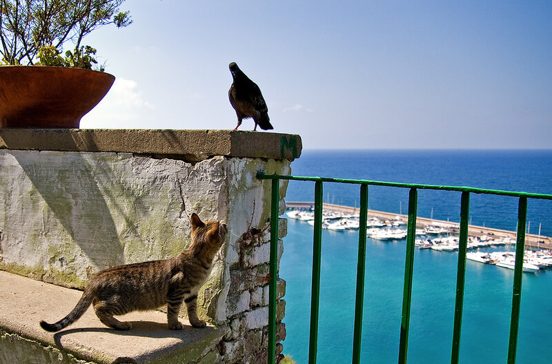 Cat and Pigeon on Wall