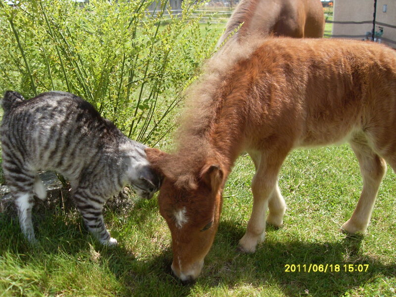 Cat and Pony Grazing