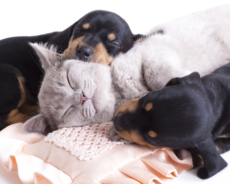 Cat and Puppies Sleeping