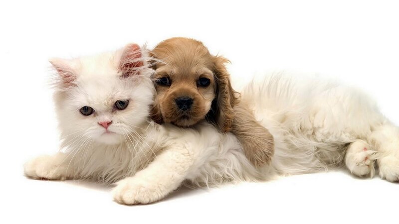 cat and puppy cuddling