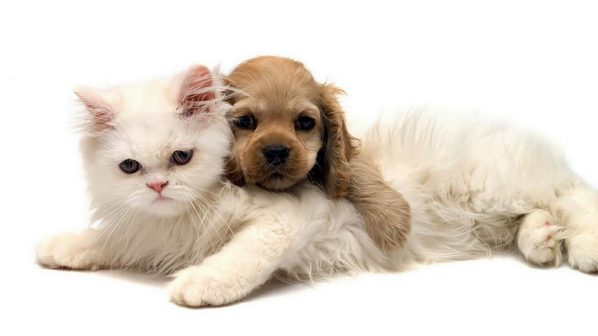 cat and puppy cuddling