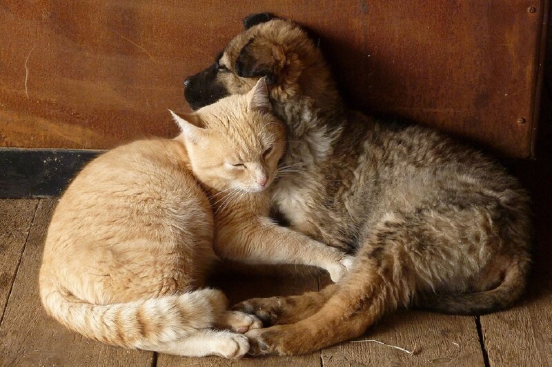 Cat and Puppy Cuddling — Brown