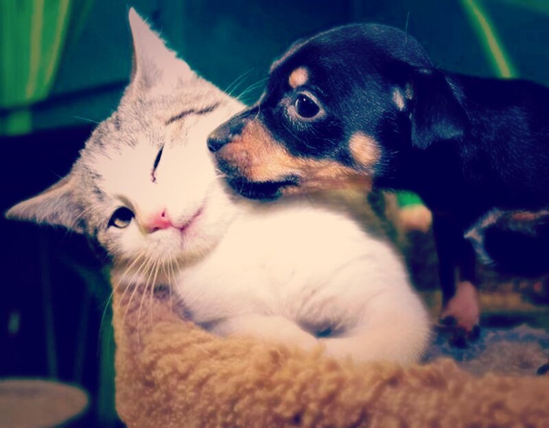 Cat and Puppy Cuddling — White