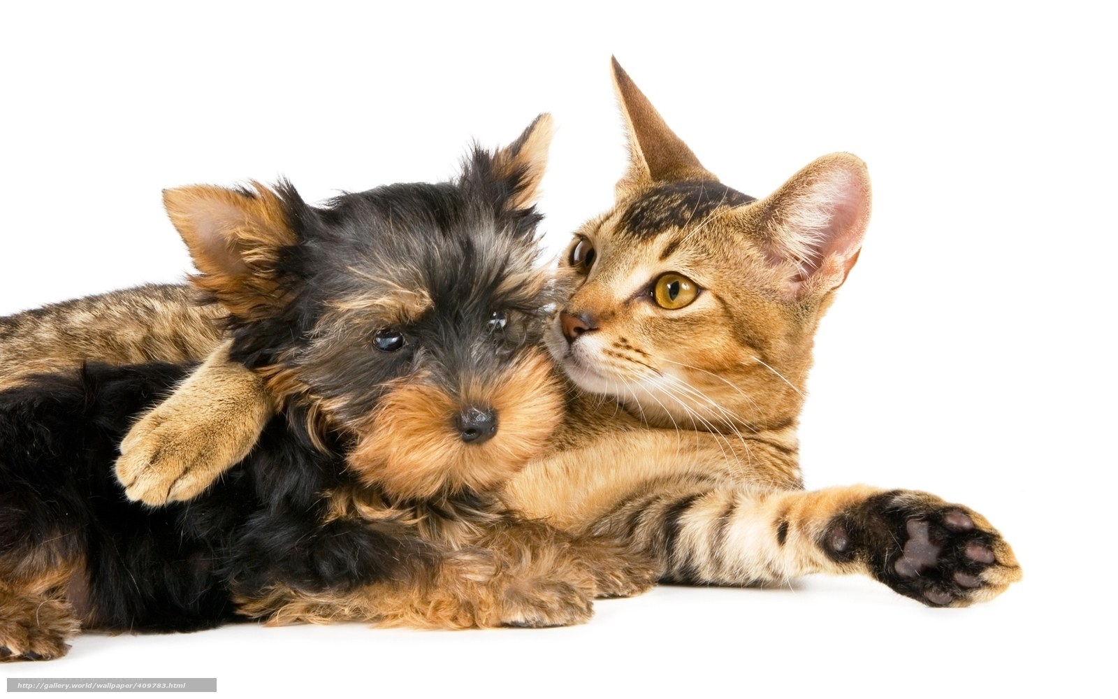 cat and puppy cuddling