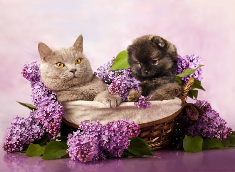 Cat and Puppy in Basket