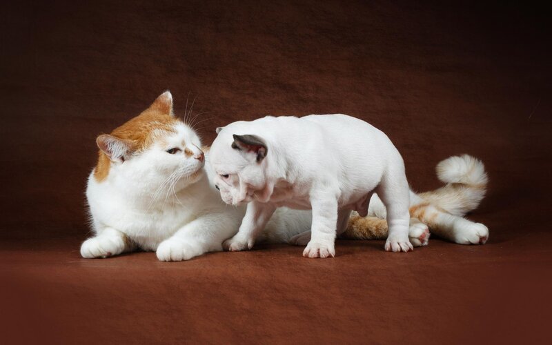 Cat and Puppy Interacting — White