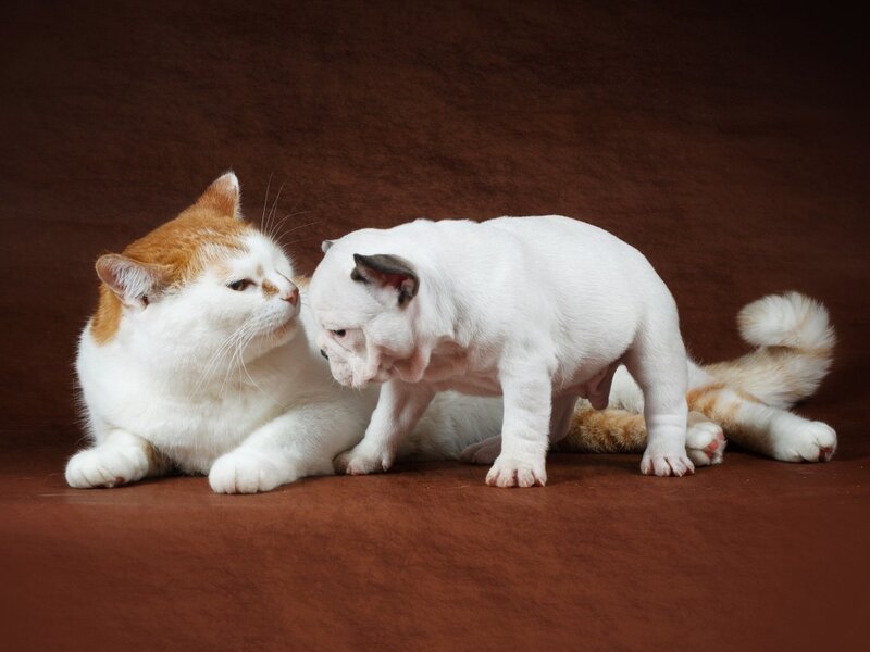 Cat and Puppy Interaction