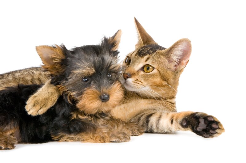 Cat and Puppy Lying Together — Brown