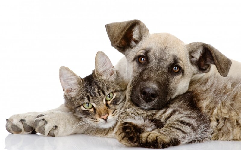 Cat and Puppy Lying Together
