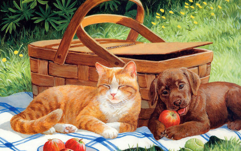 Cat and Puppy on Blanket — Orange